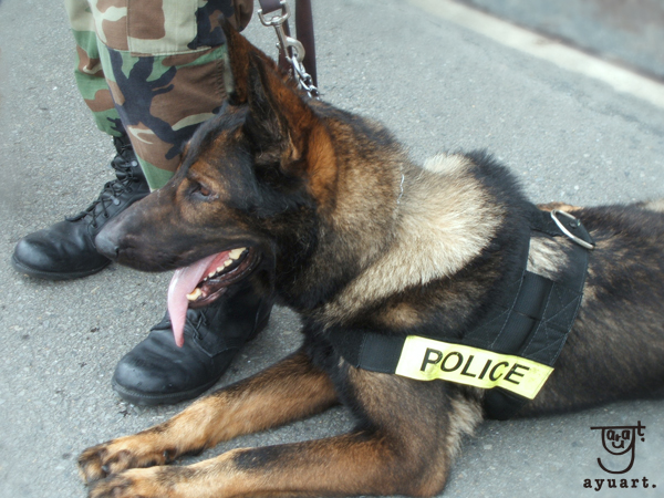 POLICEDOGGY.jpg