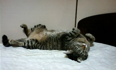 chachachai.jpg